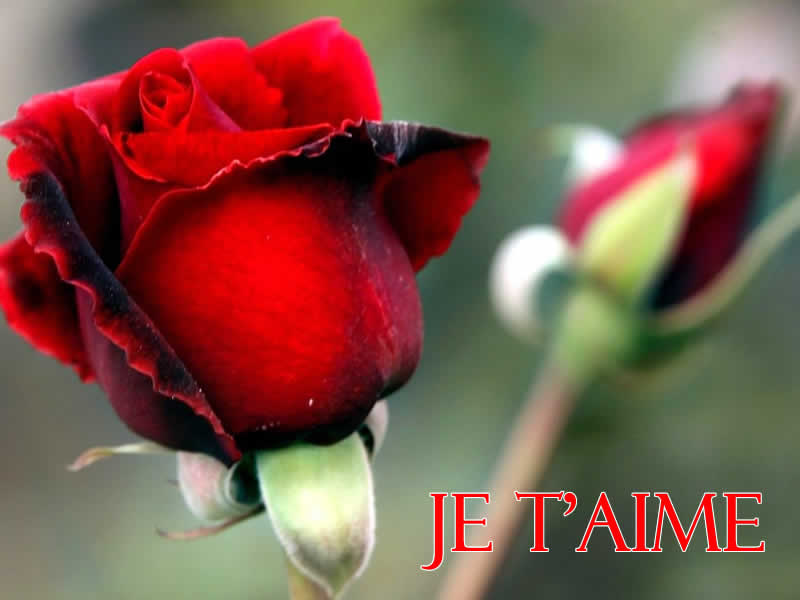 Photo d'amour avec roses